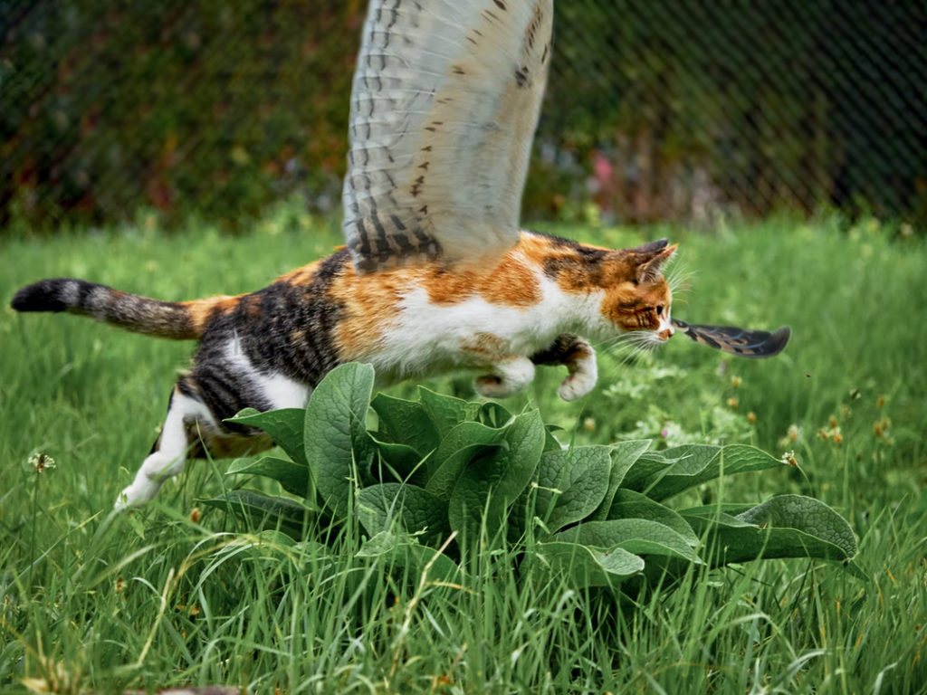 owl cat from Overgrown