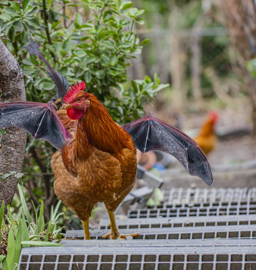 dragon chicken from Overgrown